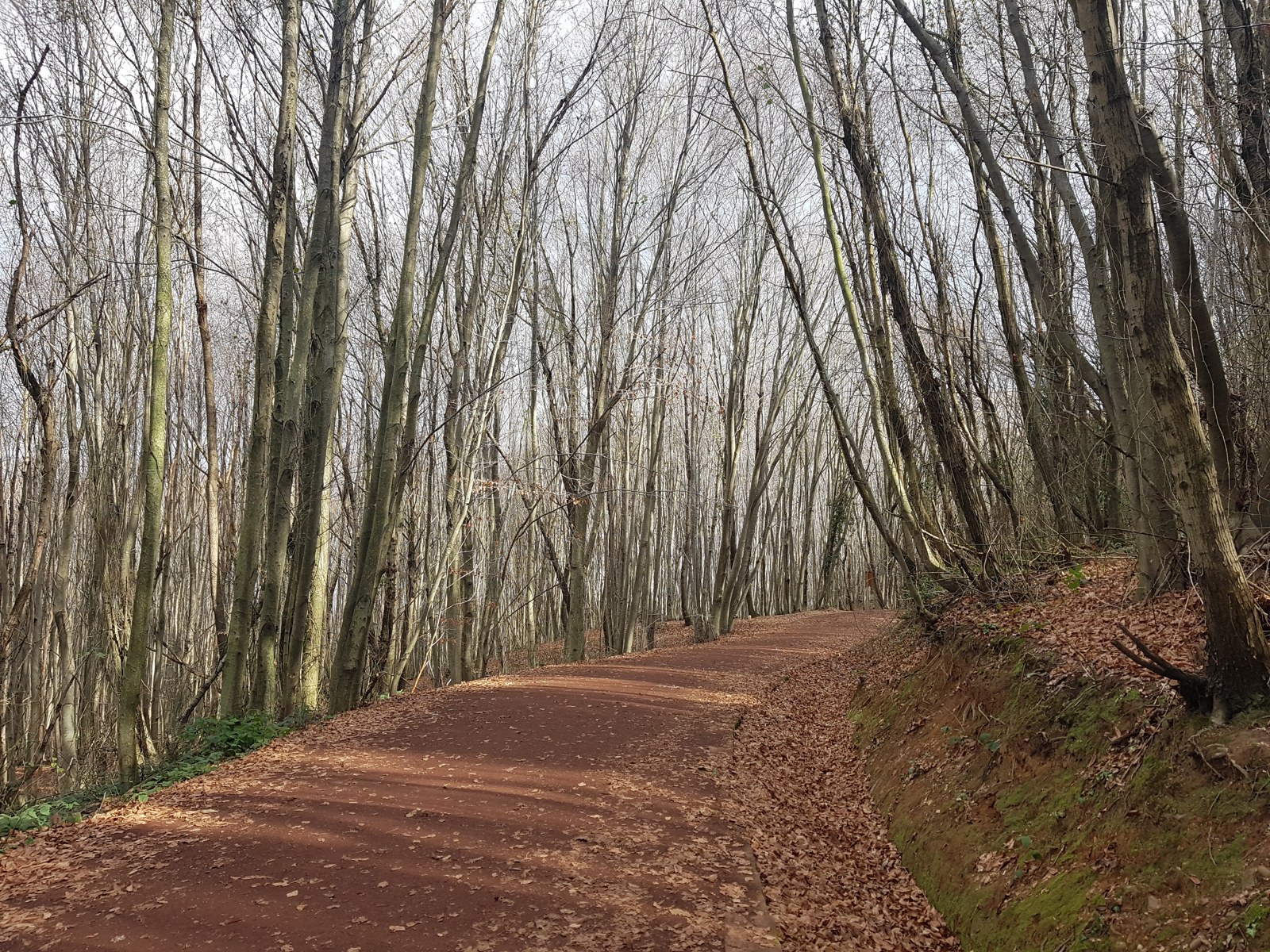 A winter woodland path in Polonezköy Nature Park, photographed in January 2023.