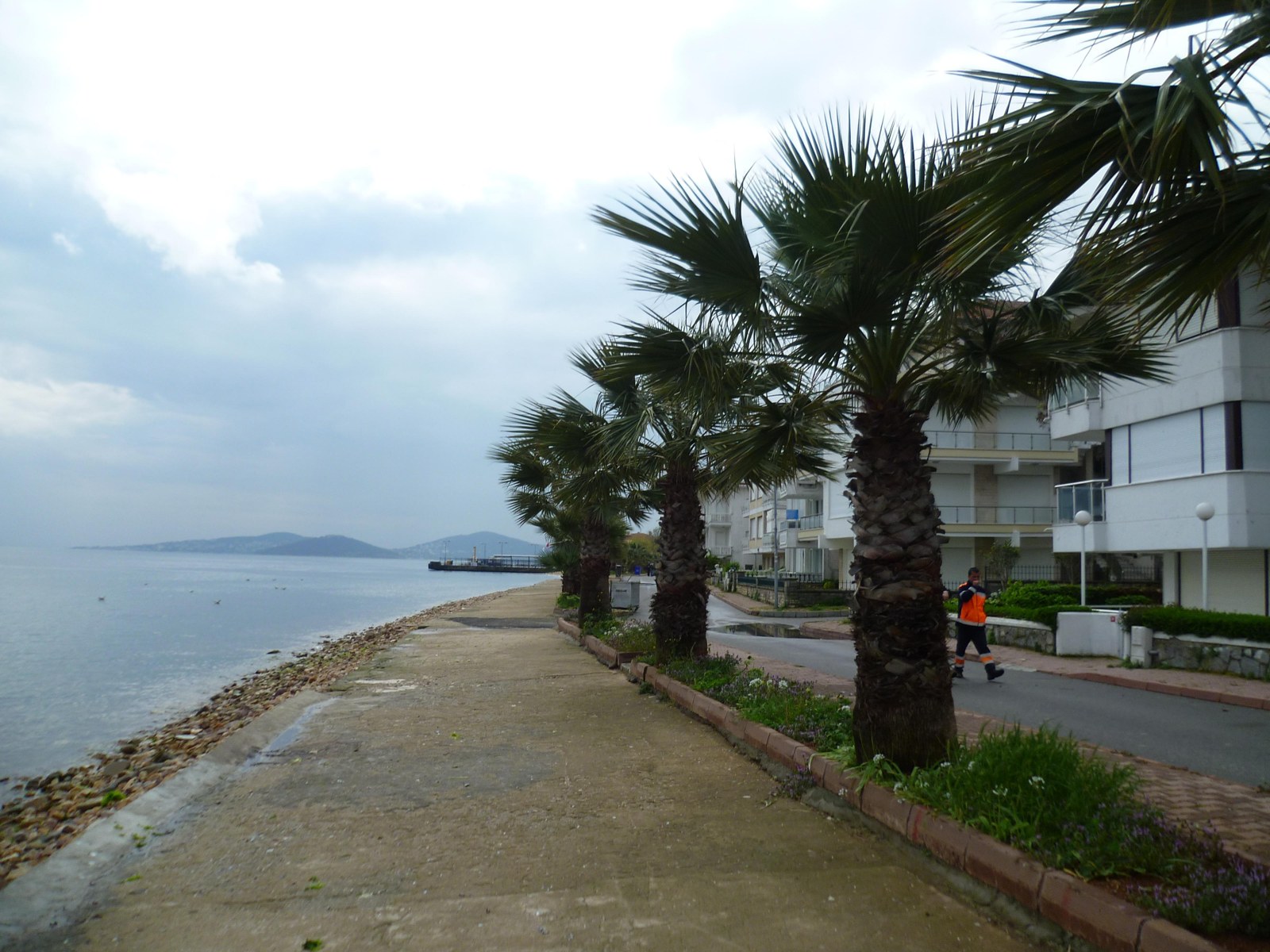 Palms line Kınalıada’s waterfront, April 2014.
